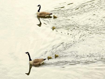 2 bedroom Flat for sale in Victoria Street, Castlefields, Shrewsbury, SY1