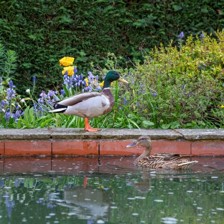 5 bedroom Detached house for sale in Landra Gardens, Winchmore Hill, London, N21