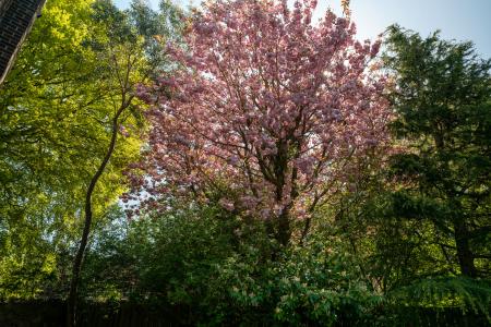 4 bedroom Detached house for sale in Rectory Green, West Boldon, NE36 0QD