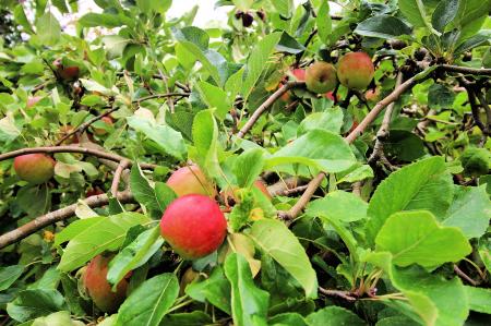 2 bedroom Detached house for sale in Seagrave Road, Thrussington, LE7