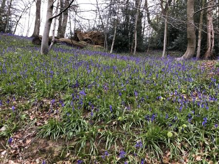 1 The Cottage bluebell wood.jpeg