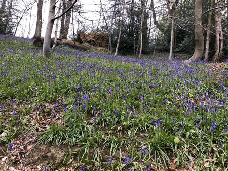 1 The Cottage bluebell wood.jpeg