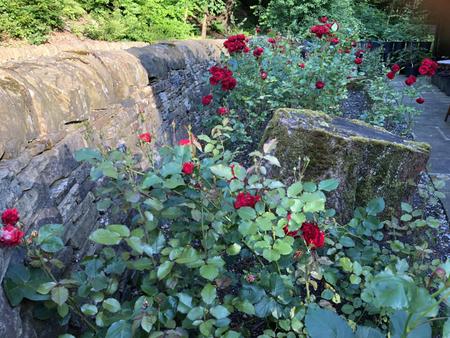 1 The Cottage roses landscape.jpeg