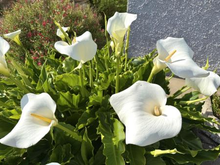 IMG_4023.jpeg