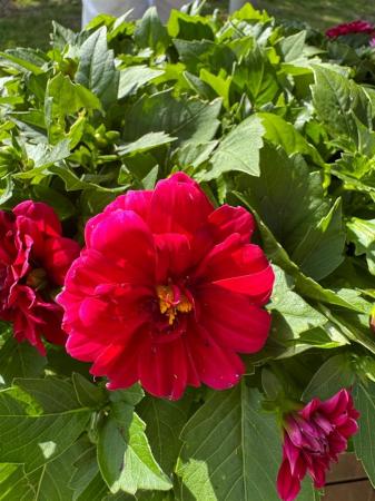 33 WOODVALE MEWS FLOWER.JPG