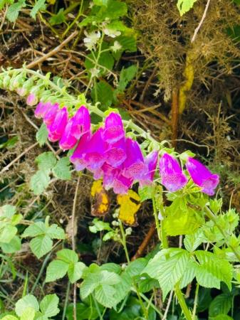 259 BIRCH HILL FLOWERS.JPG