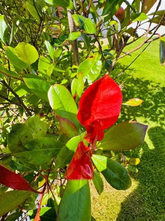 10 coolafinny road flower.jpg