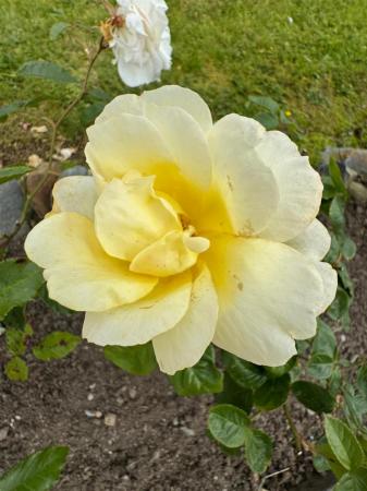 74 woodend road flowers.JPG