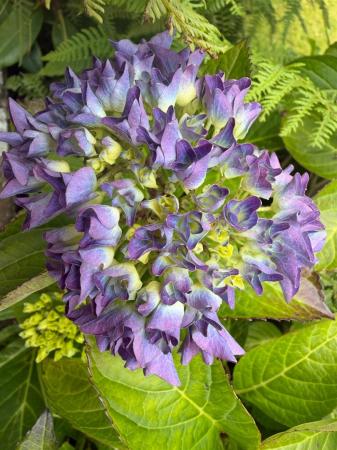 2 MALONE PARK FLOWERS.jpg