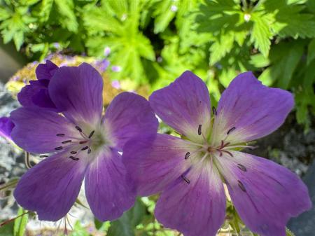 IMG_2541.jpeg