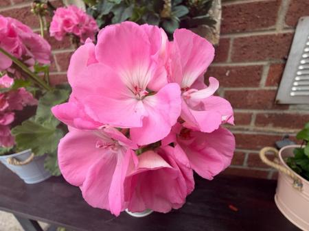 IMG_5116.jpeg