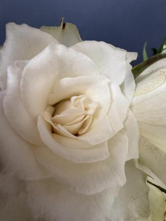 FLOWER 3.jpg