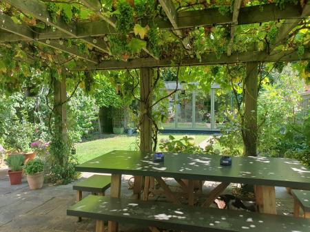 Summer Vine on the Pergola