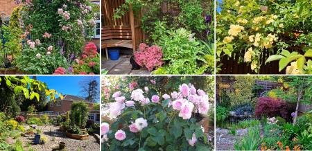 Summer Photos