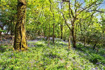 Bluebell wood