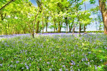 Bluebell wood
