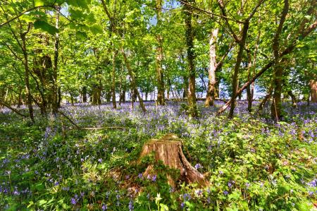Bluebell Woods