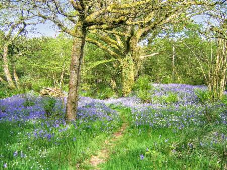 Bluebell Wood