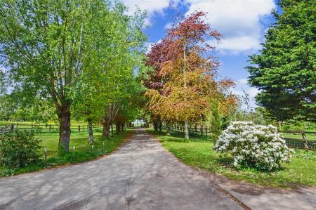 Tree Lined Drive