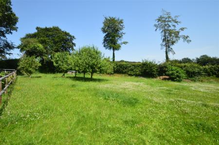 Orchard
