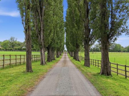 Tree Lined Driveway