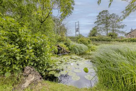 Pond