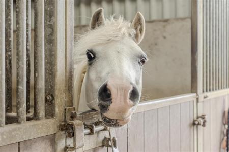 Stables