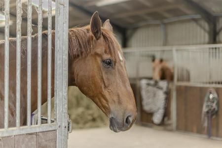 Stables