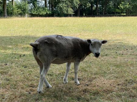 Backing Onto Fields