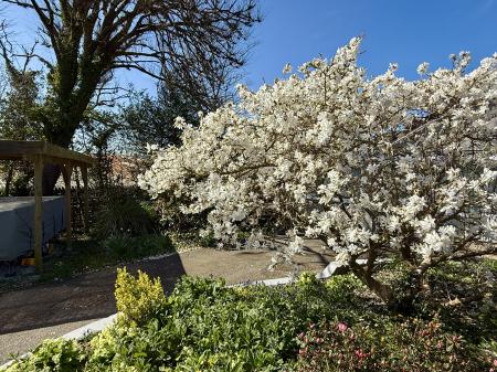 Mature Magnolia Tree