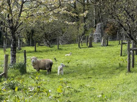 Rural Lifestyle