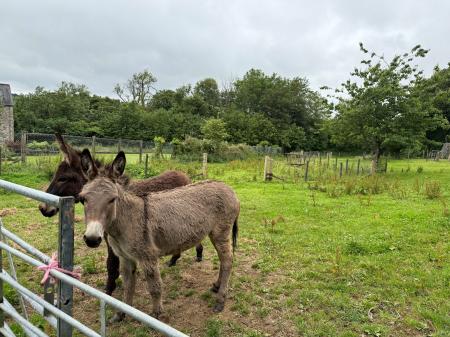 Potential for Livestock