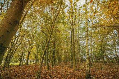 Field and Woodland - 2 Acre approx.