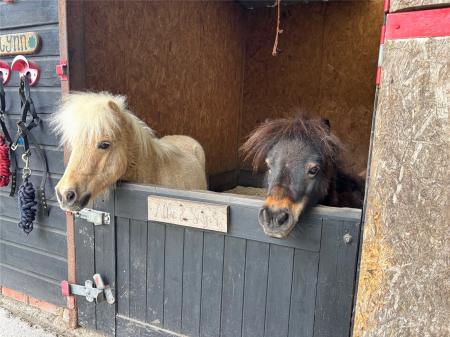 Stable