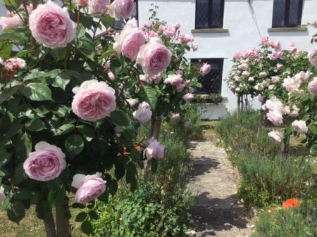 Roses lining the fro