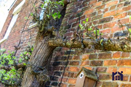 Ancient espalier apple tree