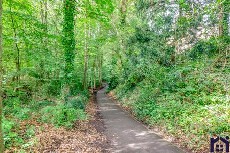 Into the woods