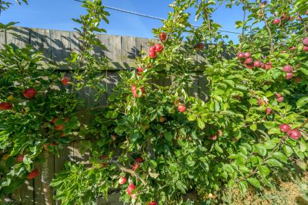 Photo 44