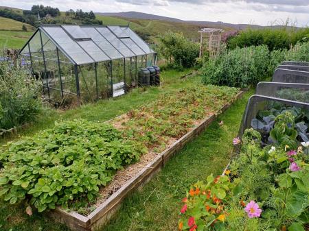 20240807_170505_resized_1 walled veg garden.jpg