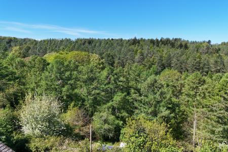 Woodland Views