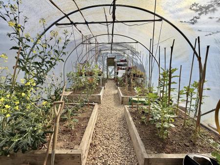Large Polytunnel Interior