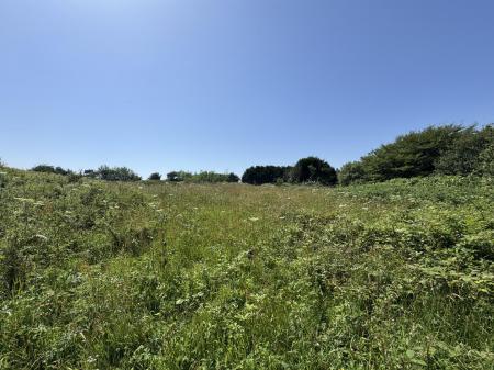 Top Paddock