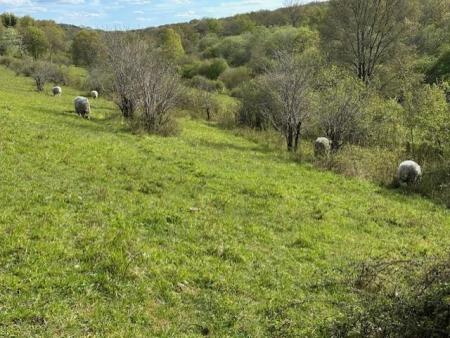 Hutchinson's Bank meadow