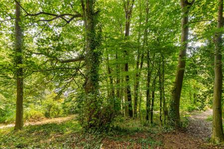 A15 - 24 Noss Mayo P