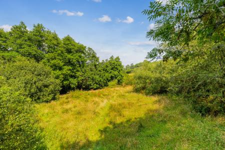Meadows