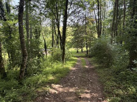 woodland.jpeg