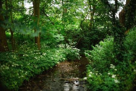 Woodland Stream 41