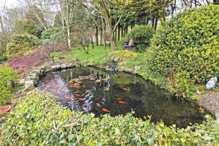 Pond