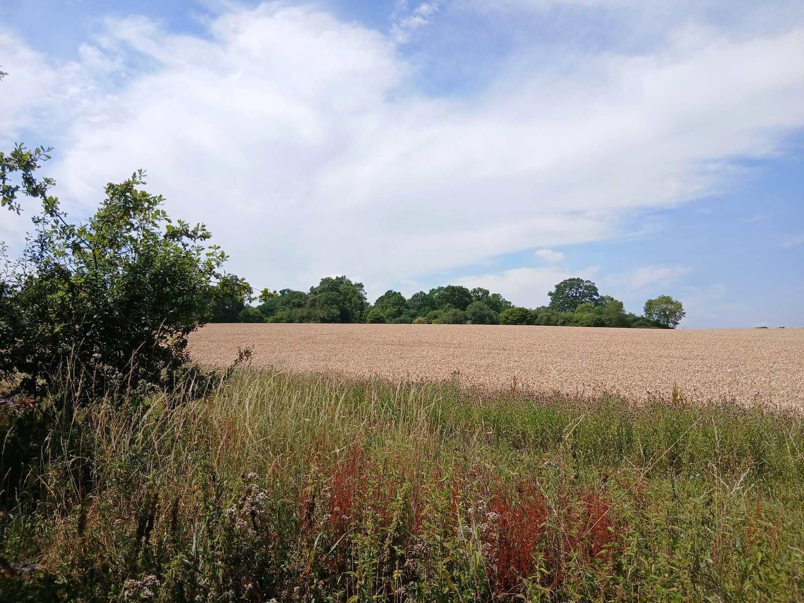Image for Widford Road, Much Hadham