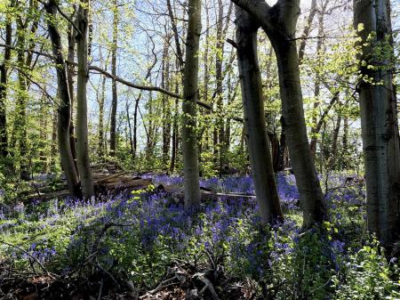 Bluebells